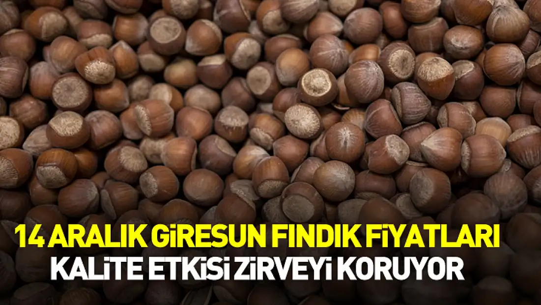 14 Aralık Giresun Fındık Fiyatları | Kalite Etkisi Zirveyi Koruyor