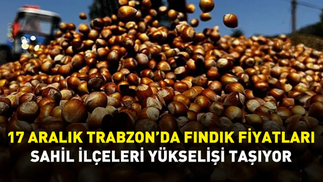17 Aralık Trabzon’da Fındık Fiyatları | Sahil İlçeleri Yükselişi Taşıyor