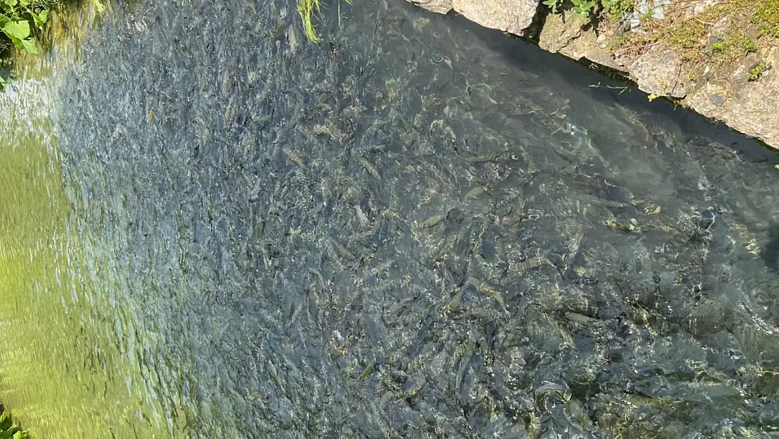 Bolu’nun Mudurnu İlçesinde Su Ürünleri Tesislerine Denetim