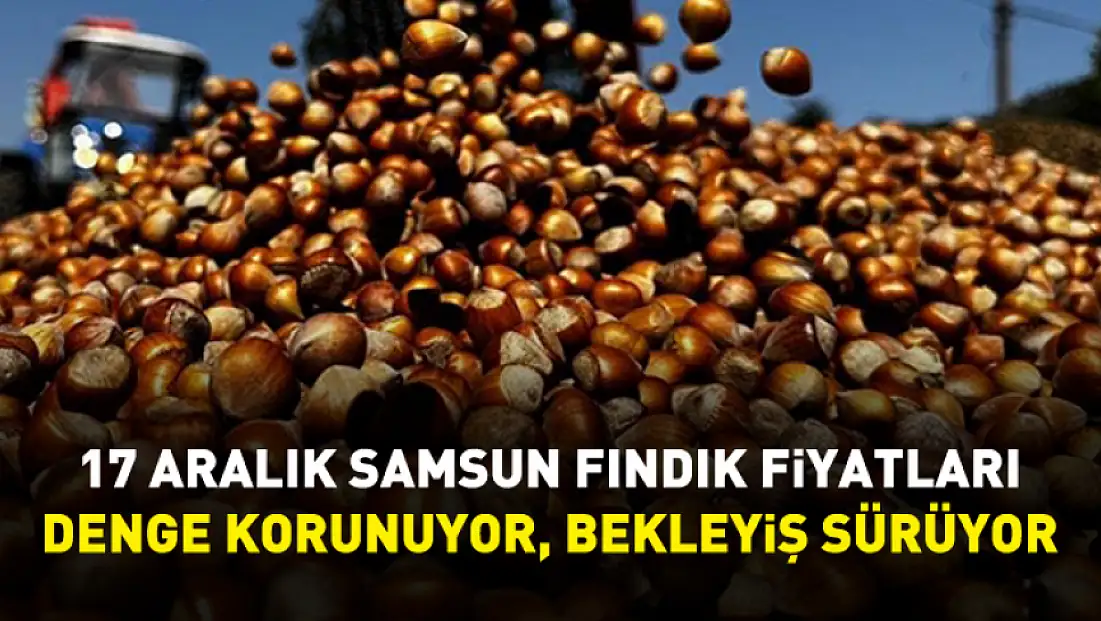 17 Aralık Samsun Fındık Fiyatları | Denge Korunuyor, Bekleyiş Sürüyor
