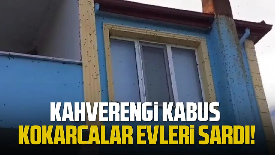 Kahverengi Kokarca İstilası Geri Döndü! Evler, Arabalar, Duvarlar... Türkiye Yeni Bir Kabusa Uyandı