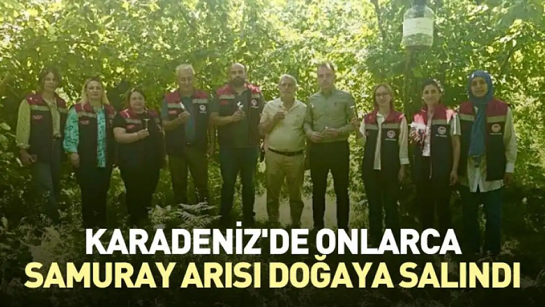 Karadeniz'de onlarca Samuray arısı doğaya salındı