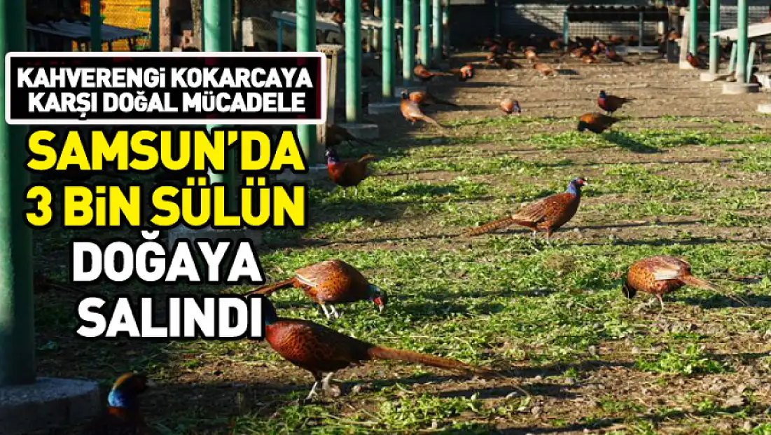 Samsun'da 2025 yılında 3 bin sülün doğaya salındı