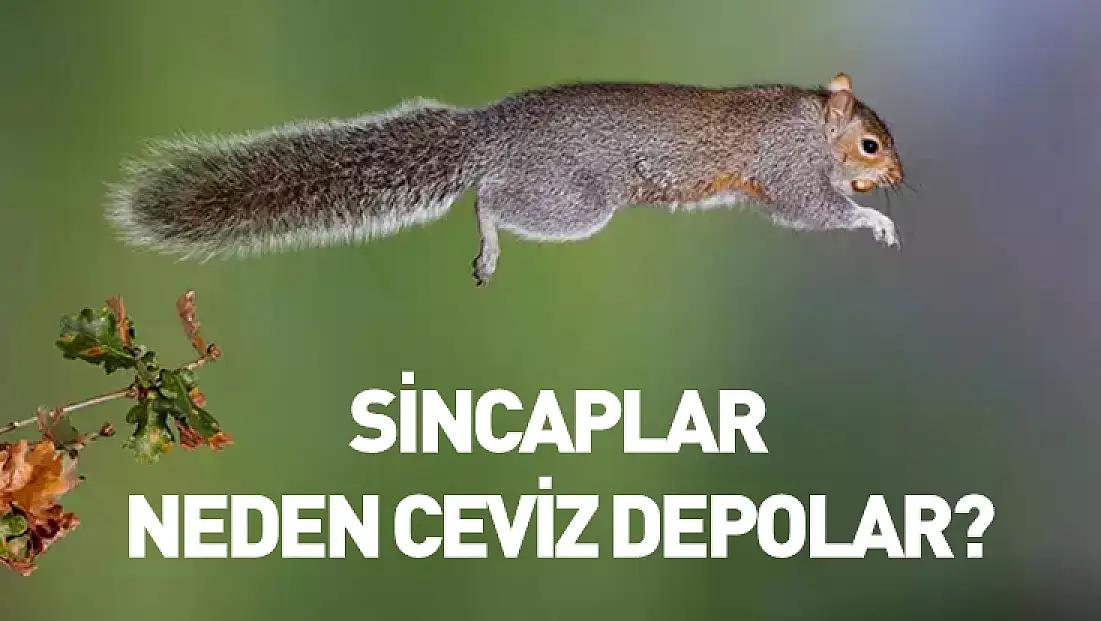 Sincaplar neden ceviz depolar?