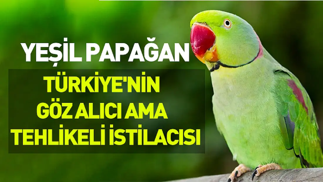 Yeşil papağan: Türkiye'nin göz alıcı ama tehlikeli istilacısı
