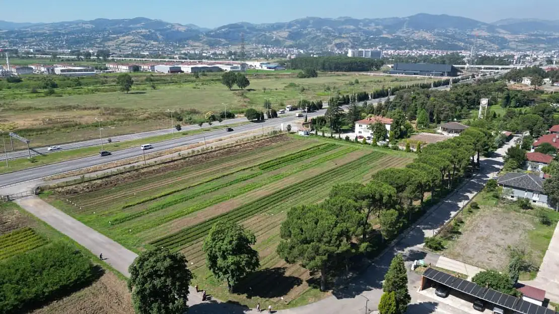 134 türde fidan üretiliyor