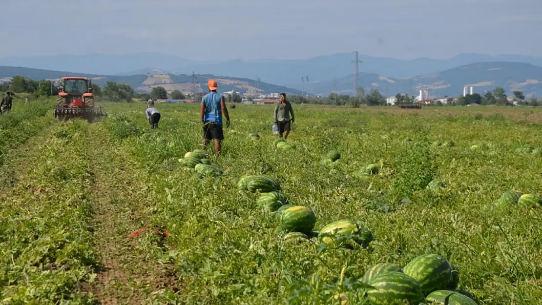 Bafra Ovası'nda Karpuz Hasadı Başladı Ama Çiftçinin Yüzü Gülmüyor!
