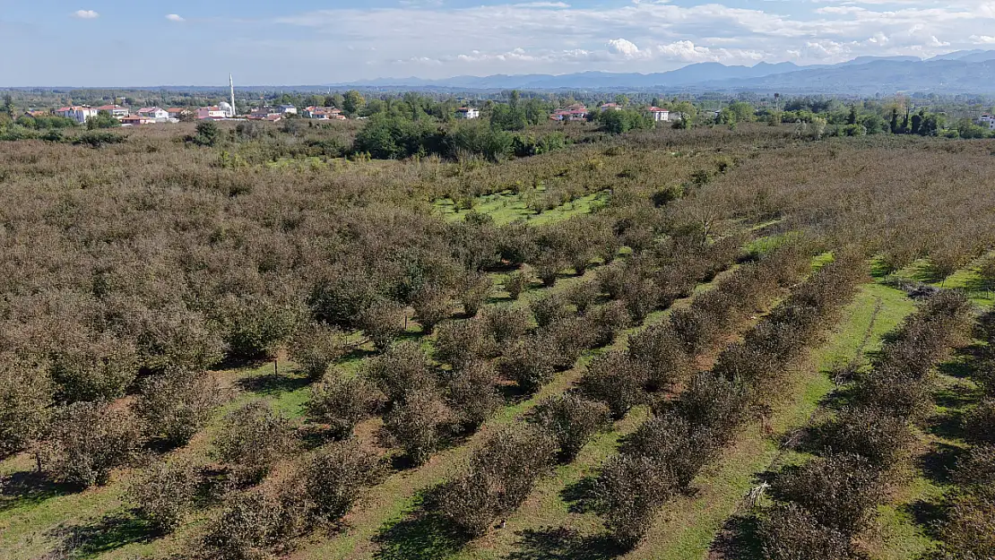 Çarşamba Ovası ormana dönüşüyor