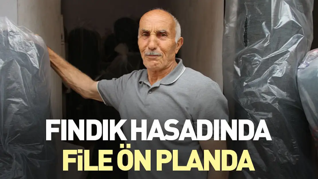 Fındık hasadında file ön planda