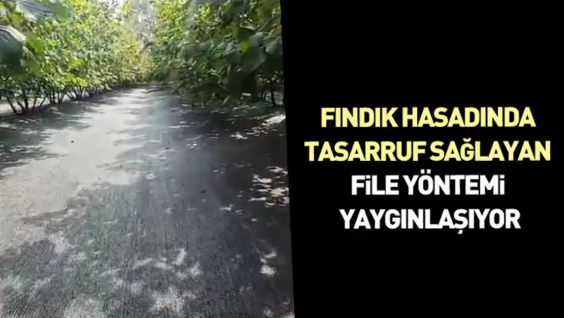 Fındık Hasadında Tasarruf Sağlayan File Yöntemi Yaygınlaşıyor