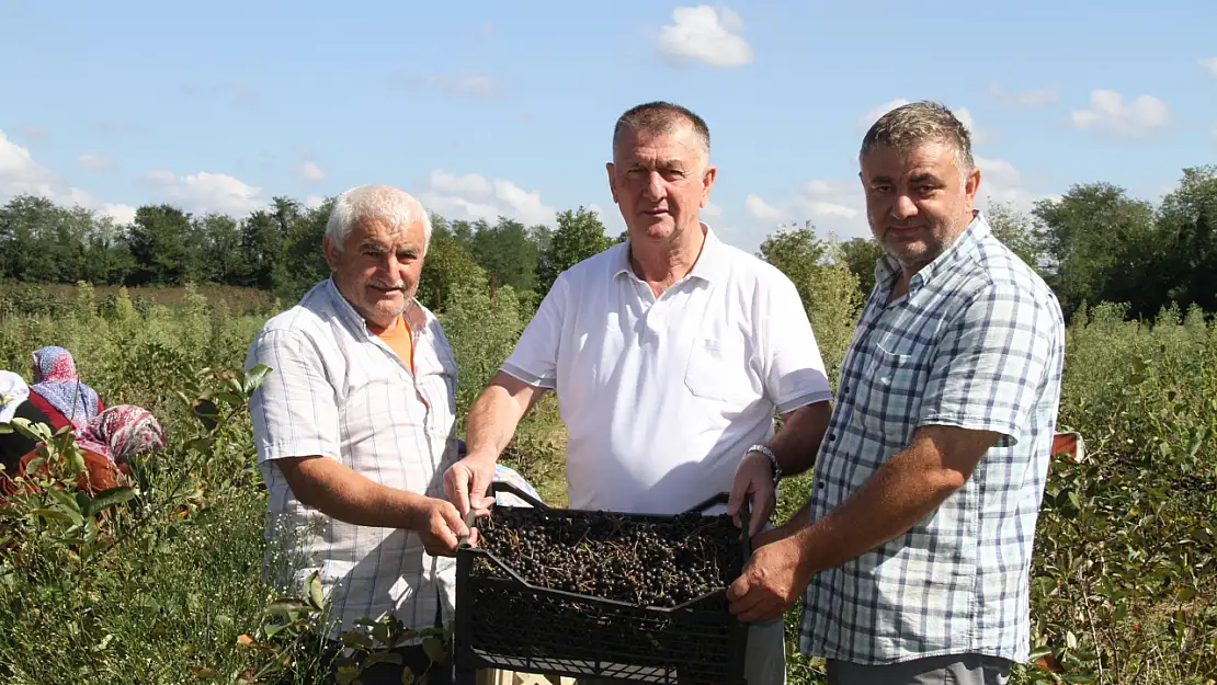 Küçük taneli büyük şifa 'Aronya'