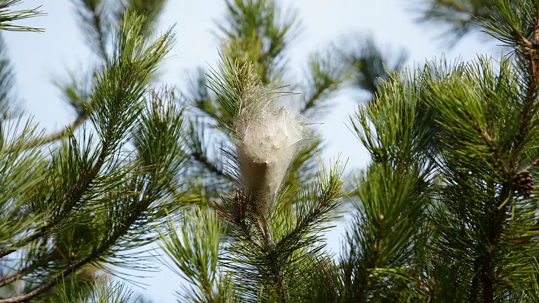 Samsun Ormanlarında Tehlikeli İstila!