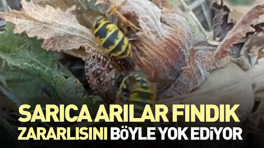 Sarıca Arılar, fındık zararlısını böyle yok ediyor