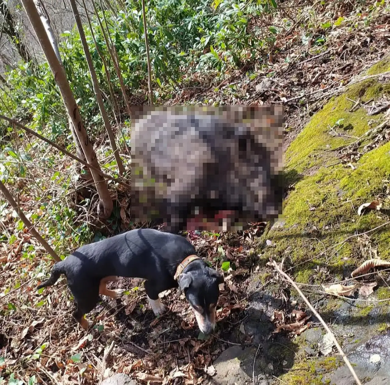Samsun'da domuz alarmı