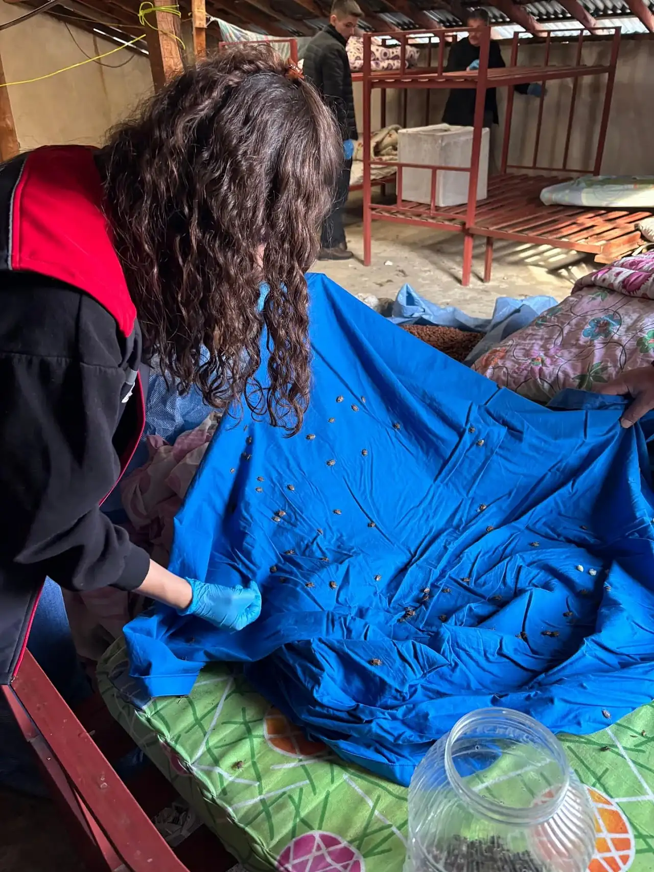 Fındık Üreticisine Doğal Kalkan: Samuray Arısı Devrede