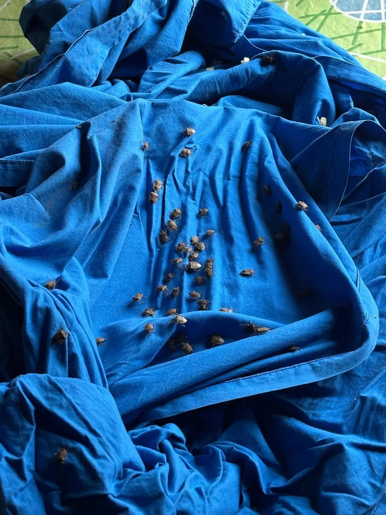 Fındık Üreticisine Doğal Kalkan: Samuray Arısı Devrede