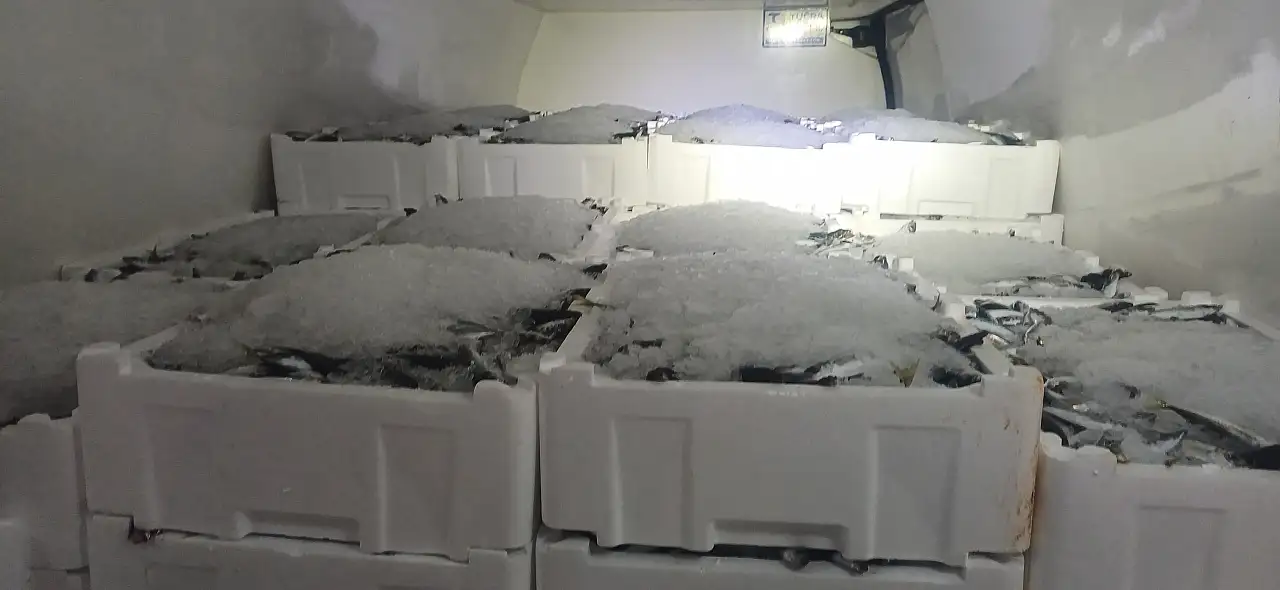 Samsun'da su ürünleri denetimlerinde kilolarca balığa el konuldu