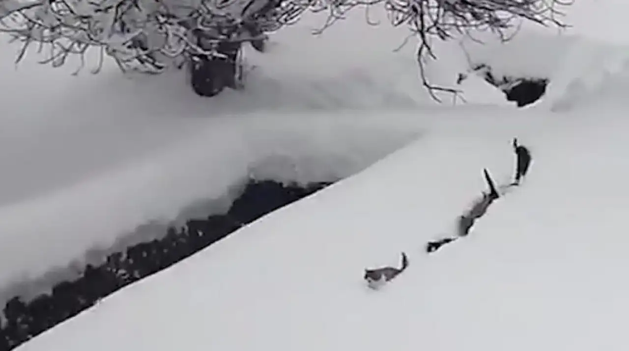 Köy İmamının çağrısına kediler karda dizilerek geldi