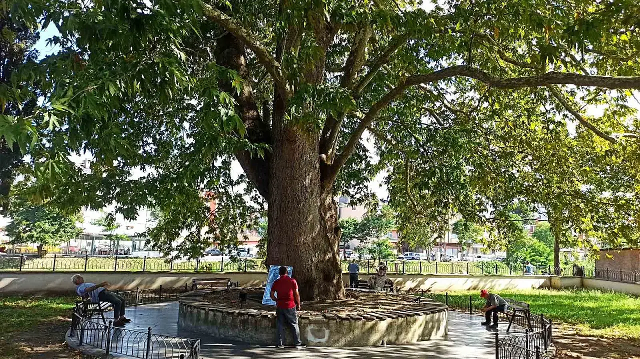 Sağanakla Birlikte Gelen Yıldırım Samsun'da Ulu Çınarı Vurdu!