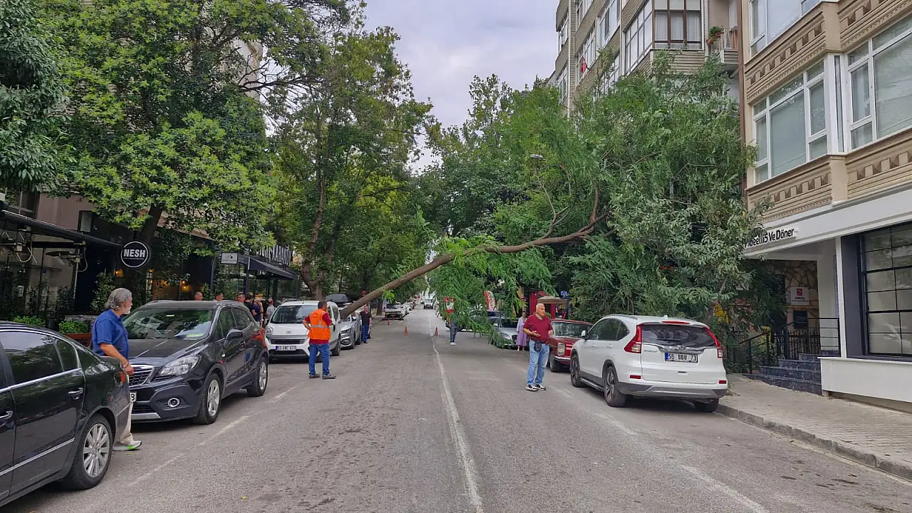 Samsun'da ağaç kökünden koptu