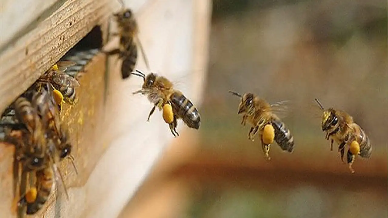 Bal arıları 1 kilo bal için yaklaşık 4 milyon çiçek geziyor
