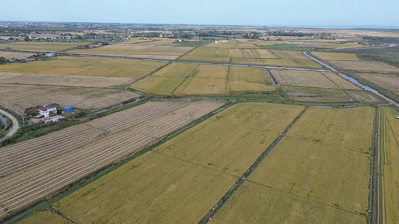 Bafra Ovası'nda Çeltik Üreticisinin Yüzünü Güldüren Sır Ne?
