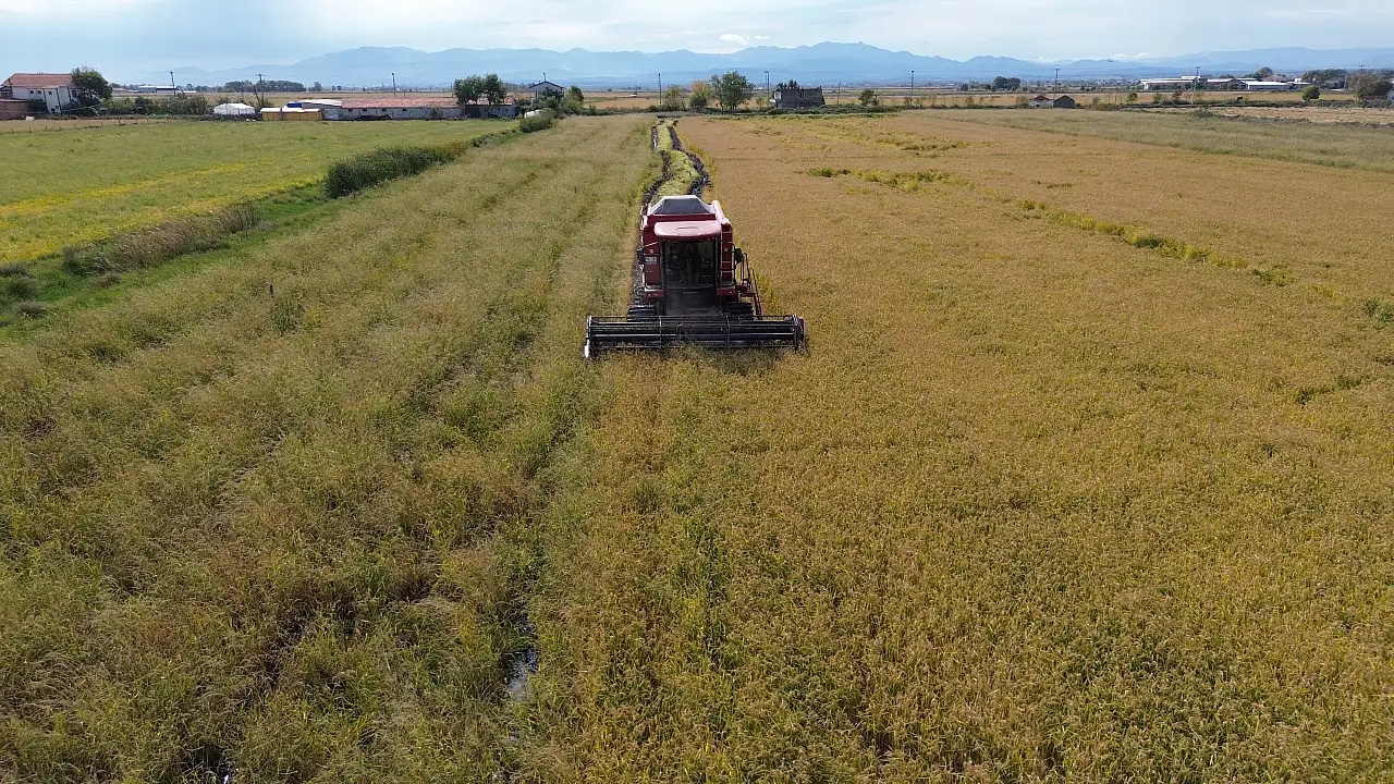 Bafra Ovası'nda Çeltik Üreticisinin Yüzünü Güldüren Sır Ne?