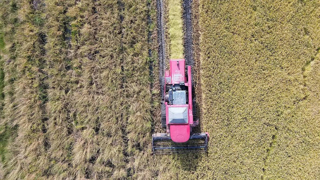 Bafra Ovası'nda Çeltik Üreticisinin Yüzünü Güldüren Sır Ne?