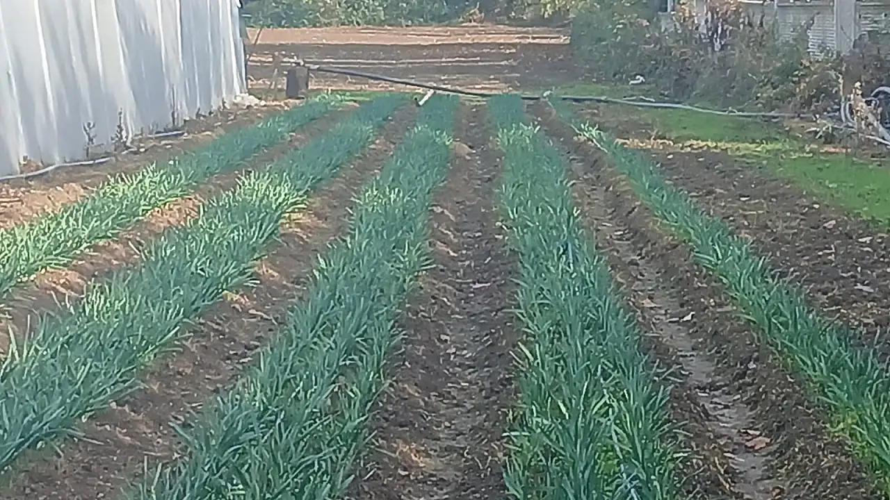 Çiftçilere Yeni Gelir Kapısı: Nergis Projesi