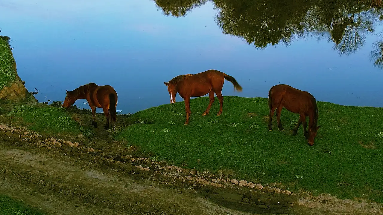 Samsun'da Kuş Cenneti Sonbaharla Birlikte Yeniden Canlandı