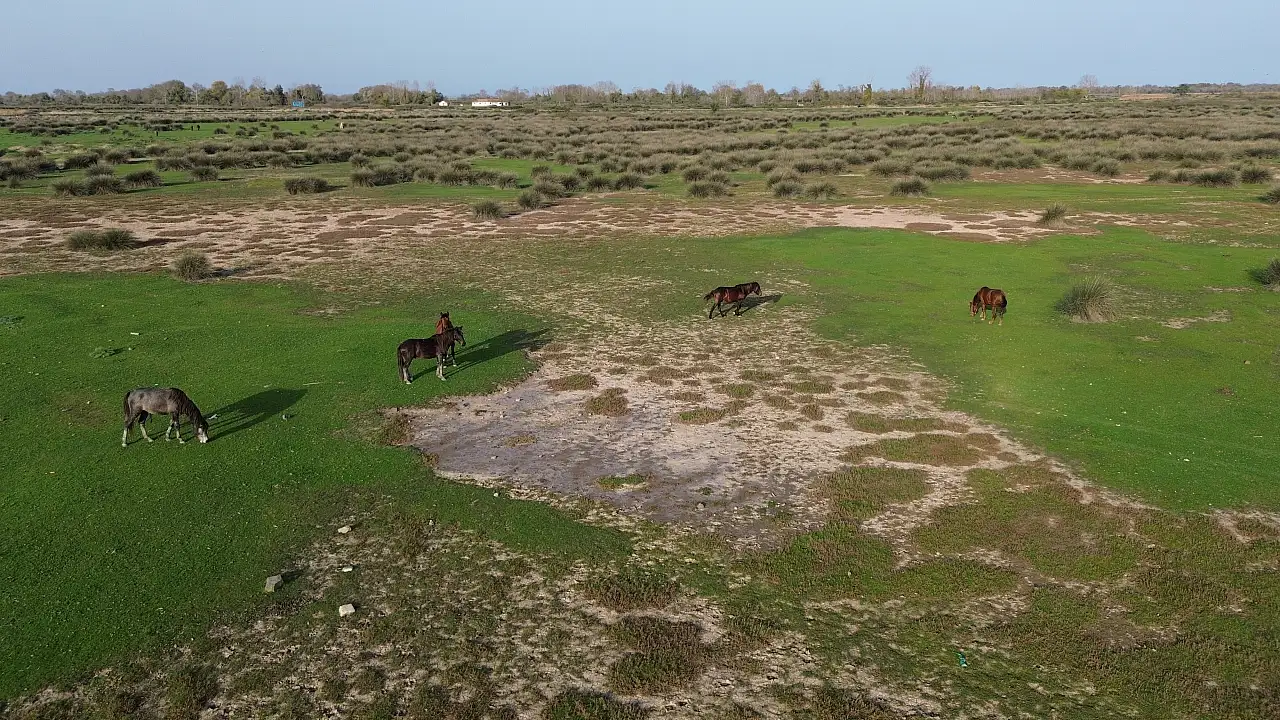 Samsun'da Kuş Cenneti Sonbaharla Birlikte Yeniden Canlandı