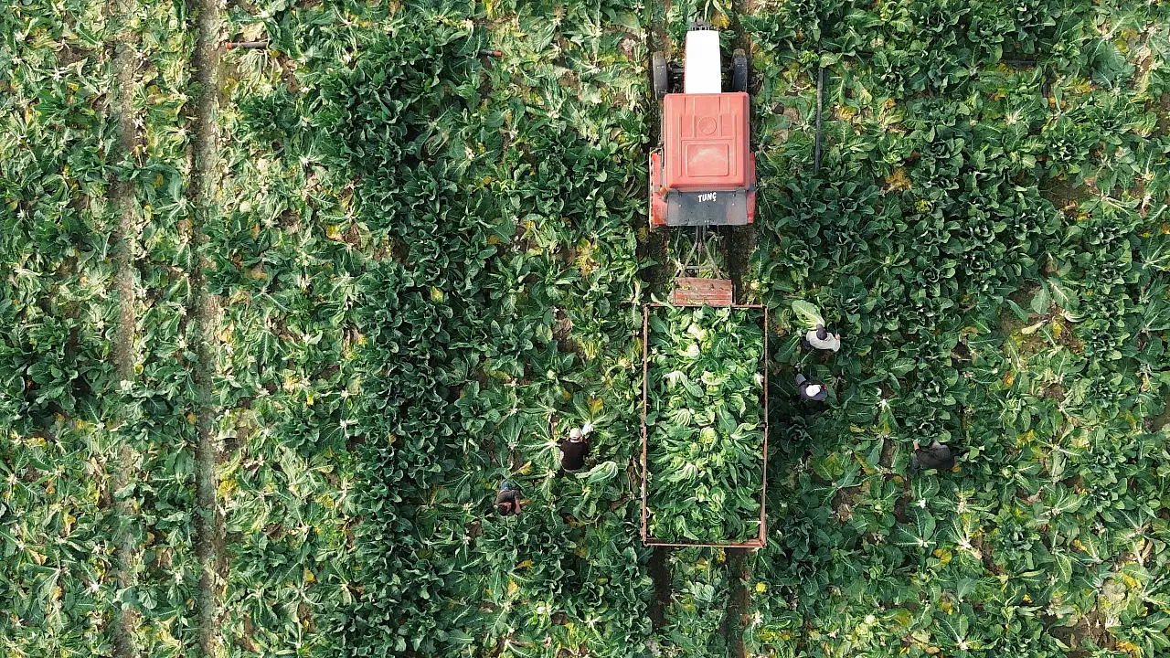 Bafra'da 75 Bin Ton Karnabahar Rekoltesi Bekleniyor