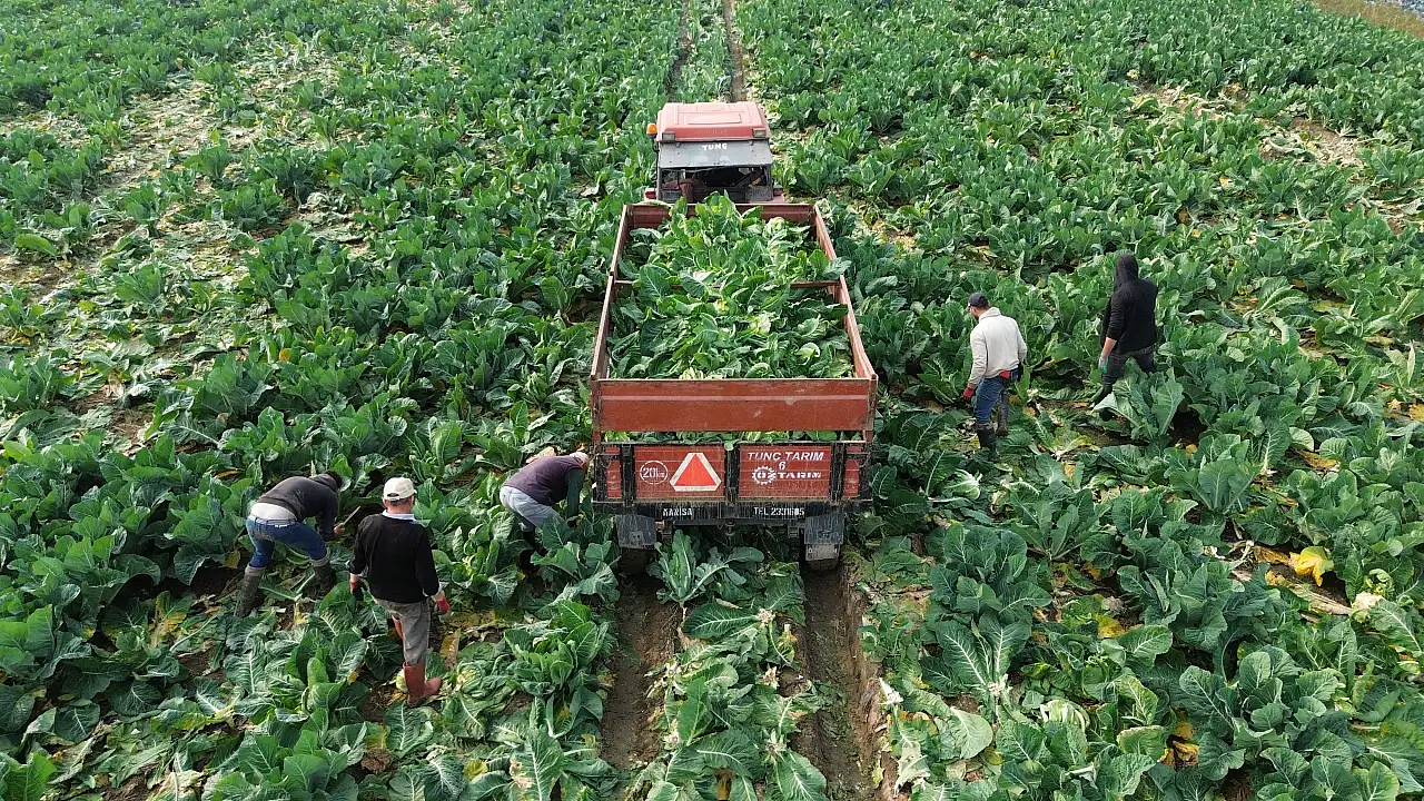 Bafra'da 75 Bin Ton Karnabahar Rekoltesi Bekleniyor