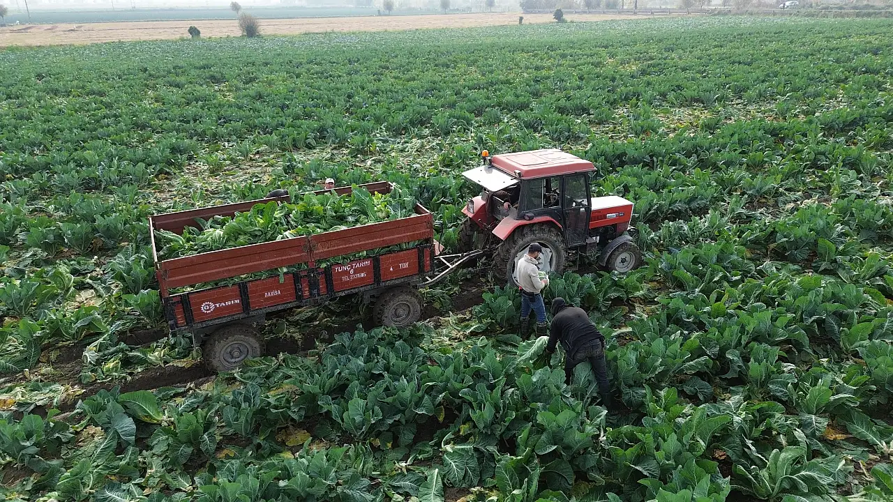 Bafra'da 75 Bin Ton Karnabahar Rekoltesi Bekleniyor