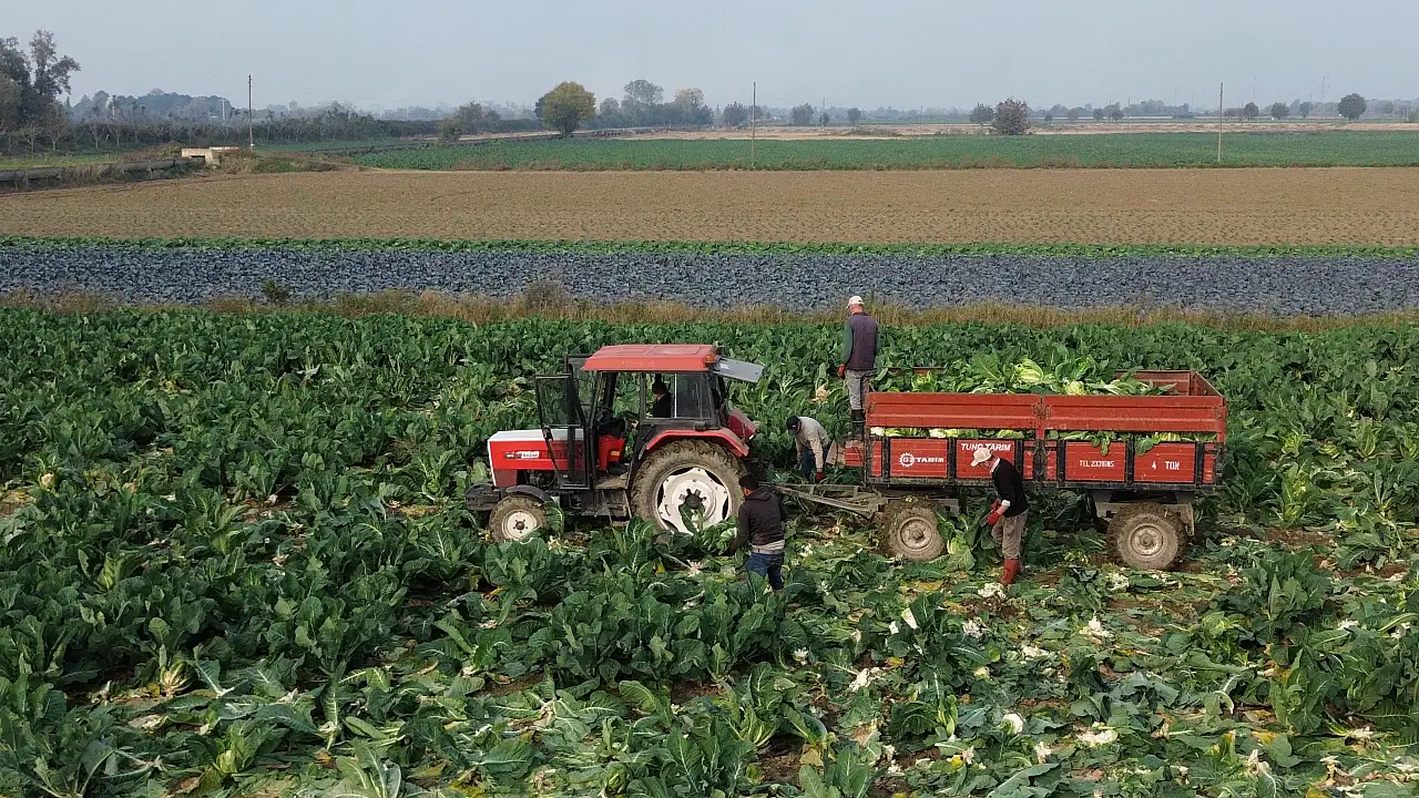 Bafra'da 75 Bin Ton Karnabahar Rekoltesi Bekleniyor