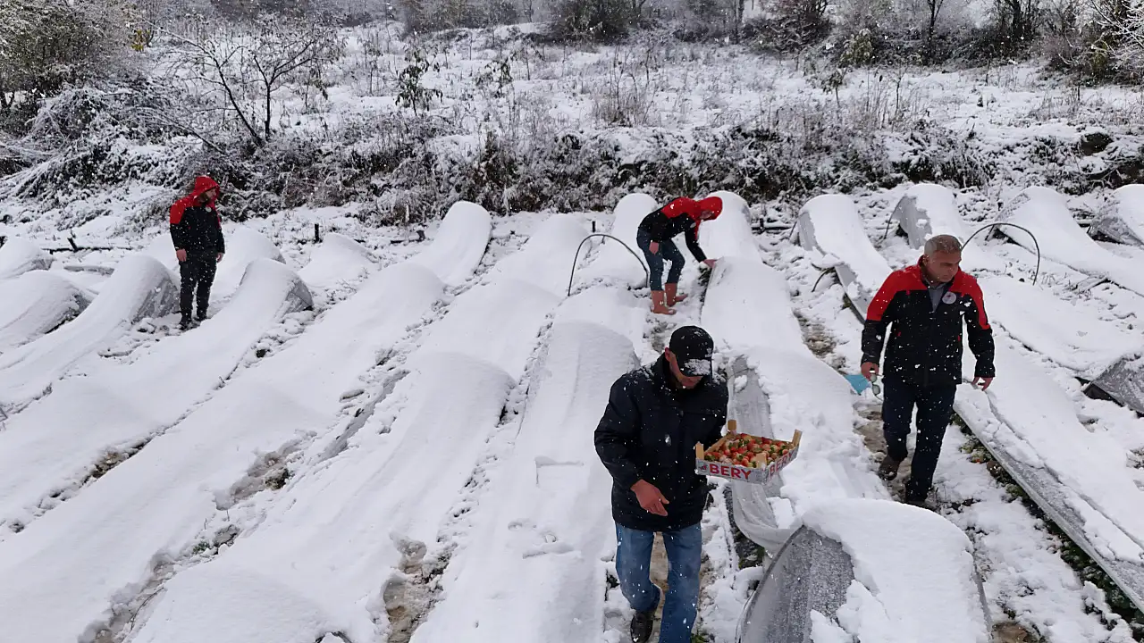 Kar Yağarken Çilek Topladılar