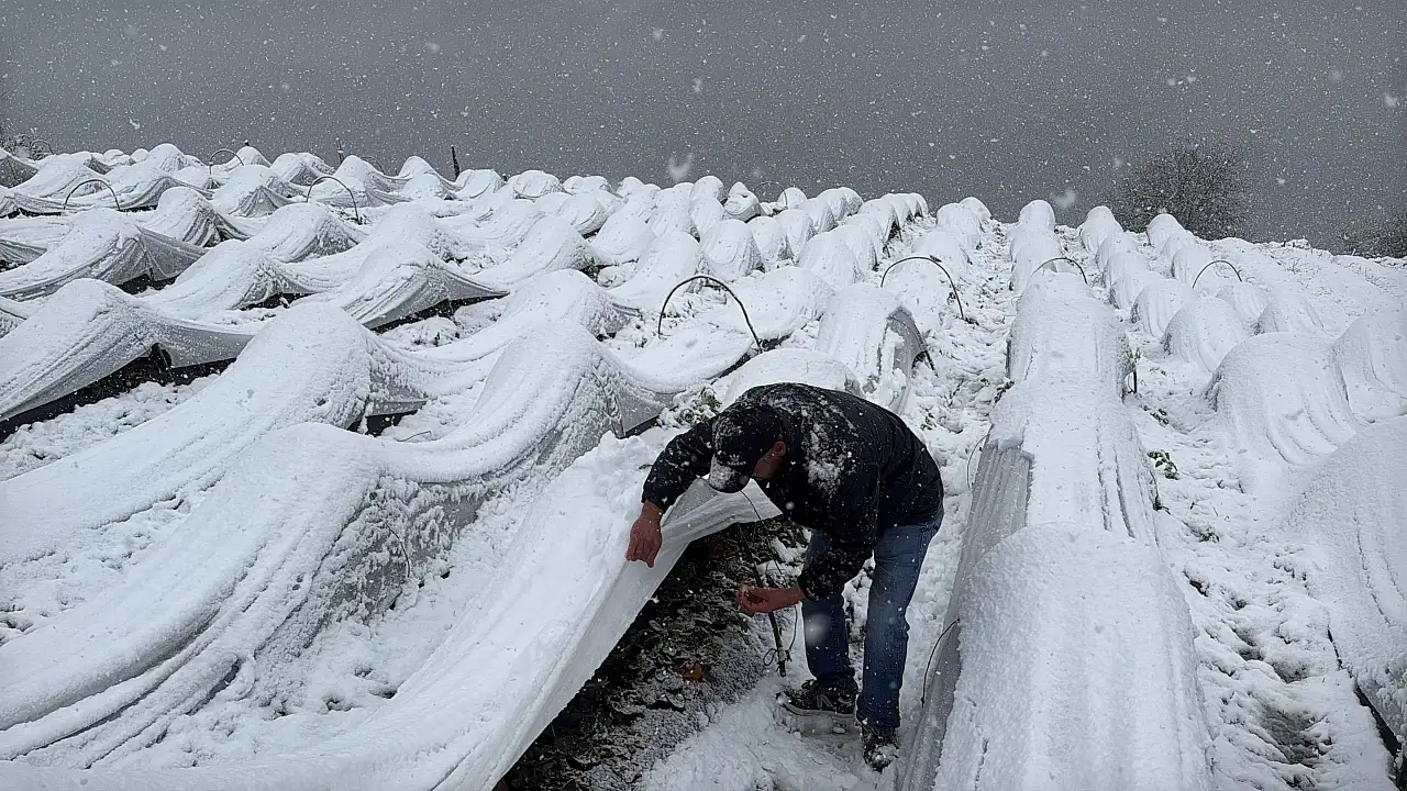 Kar Yağarken Çilek Topladılar