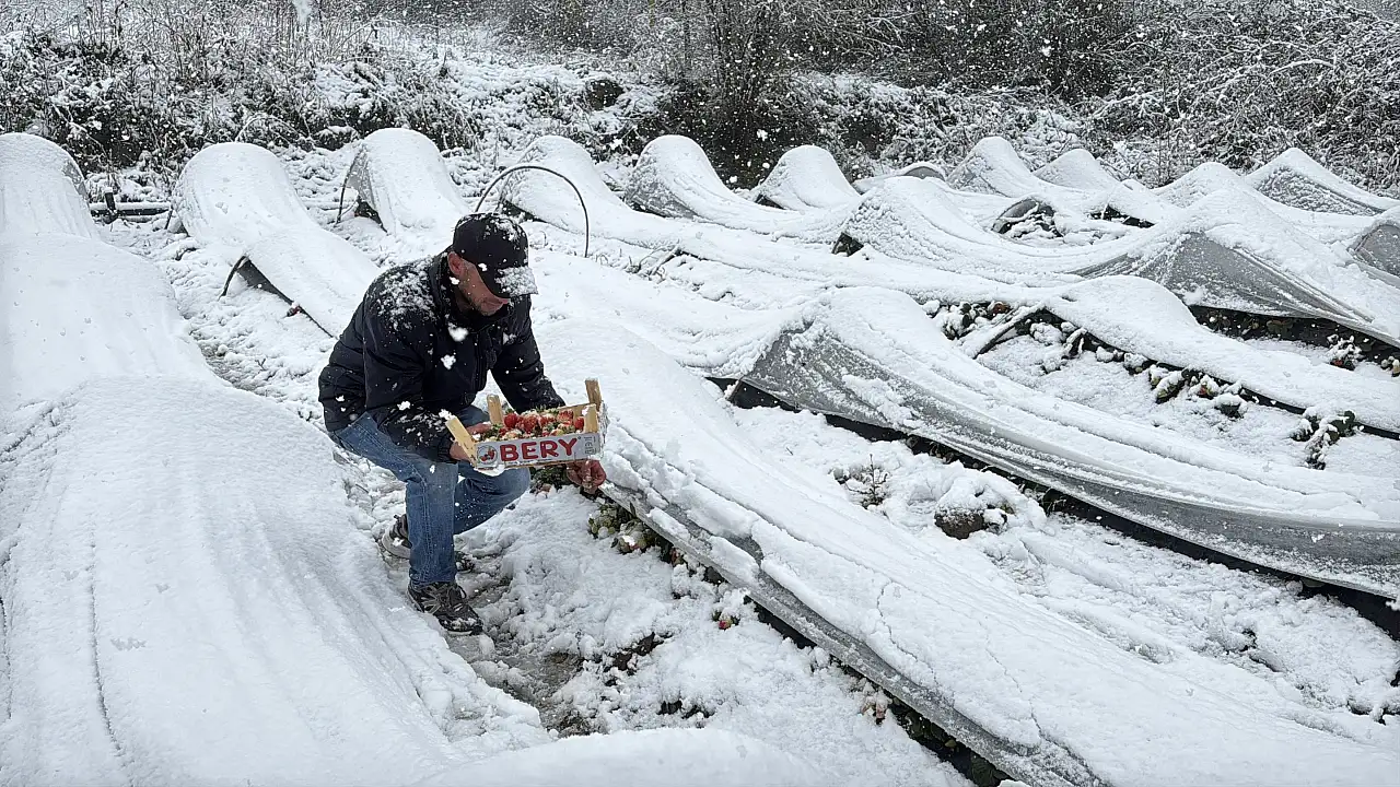 Kar Yağarken Çilek Topladılar
