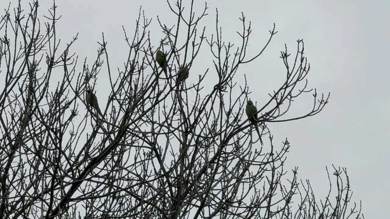Samsun Adliyesi Tropik Bahçeye Döndü