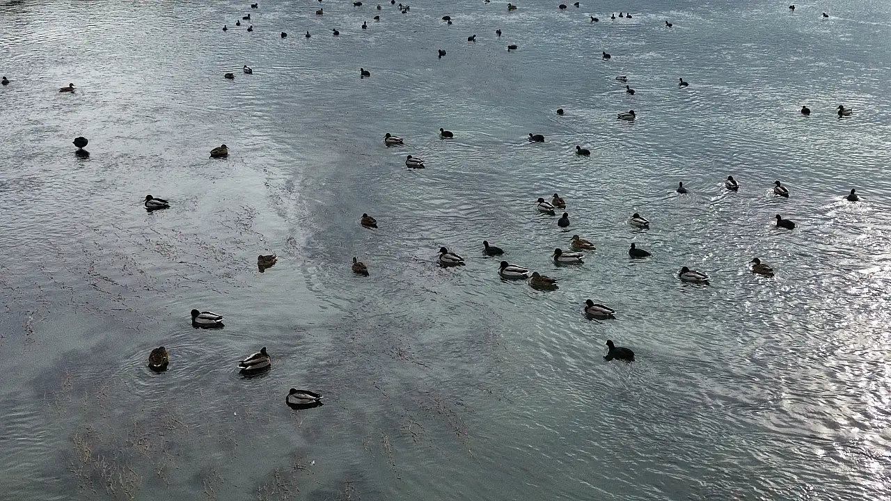 Kızılırmak'taki yaban ördeği yoğunluğu dronla görüntülendi