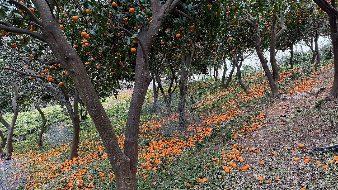 Mandalina Bolluğu Yollara Taştı