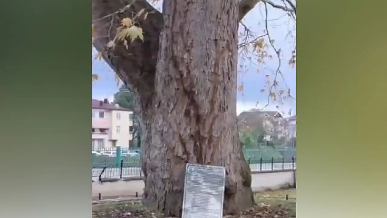 Sağanakla Birlikte Gelen Yıldırım Samsun'da Ulu Çınarı Vurdu!