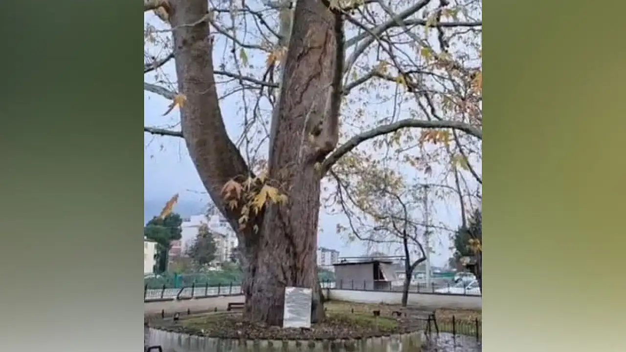 Sağanakla Birlikte Gelen Yıldırım Samsun'da Ulu Çınarı Vurdu!