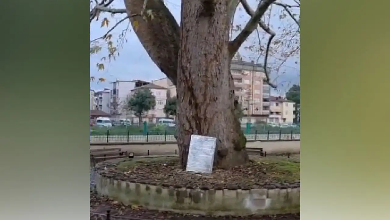 Sağanakla Birlikte Gelen Yıldırım Samsun'da Ulu Çınarı Vurdu!