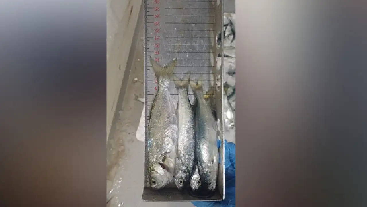 Samsun'da su ürünleri denetimlerinde kilolarca balığa el konuldu