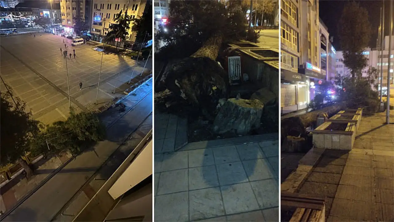 Samsun'da fırtına çam ağacını kökünden devirdi