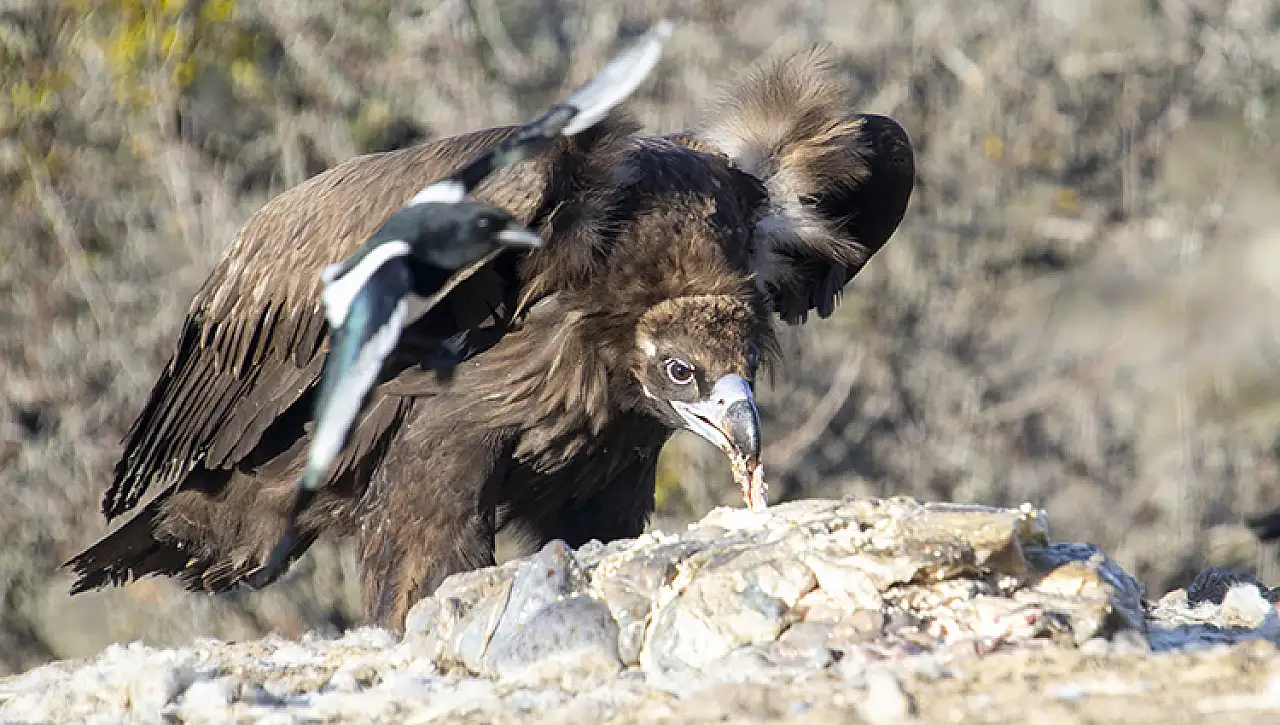 Bolu'da akbabaların izi sürülüyor