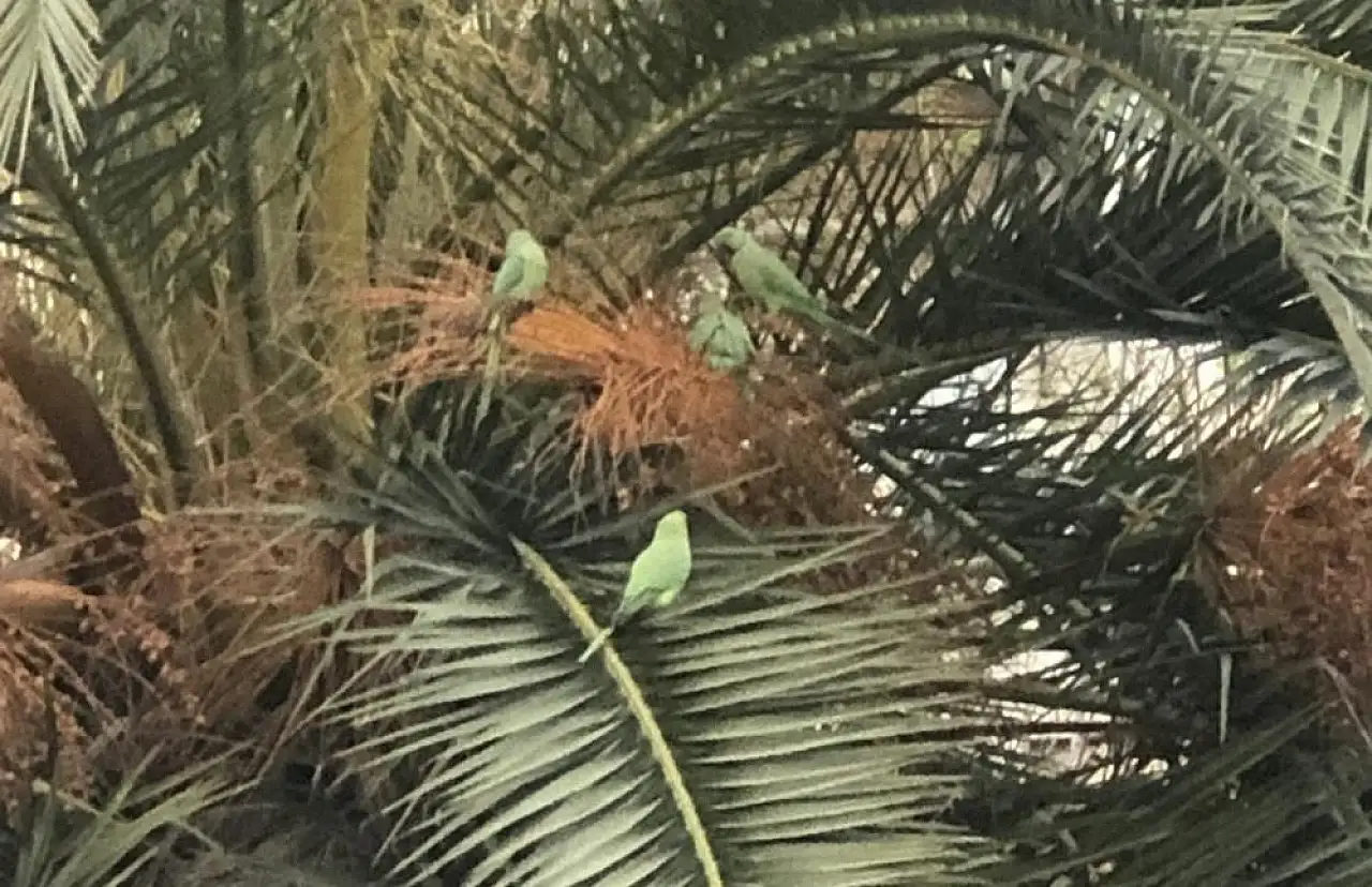 Samsun Adliyesi Tropik Bahçeye Döndü