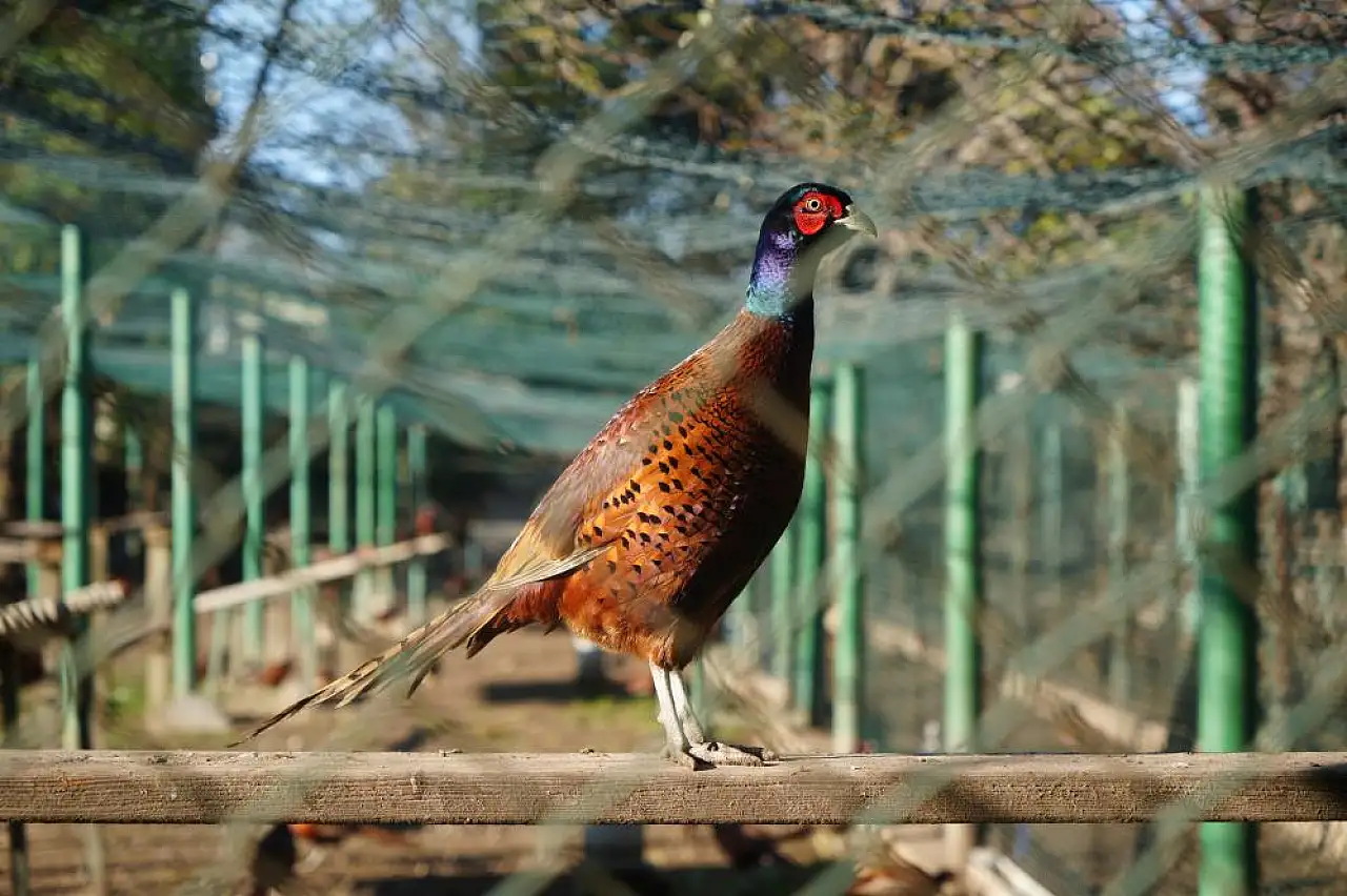 Samsun'da 2025 yılında 3 bin sülün doğaya salındı