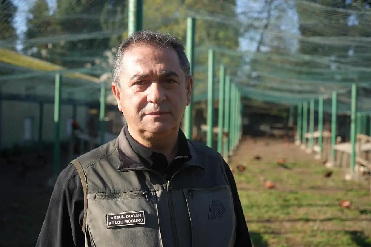 Samsun'da 2025 yılında 3 bin sülün doğaya salındı